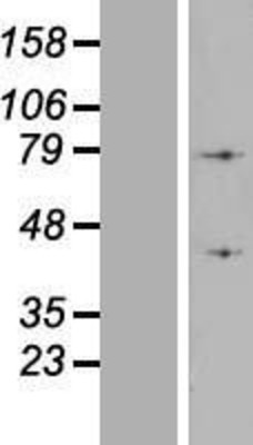 Western Blot: ATP6V1A Overexpression Lysate (Adult Normal) [NBL1-07837] Left-Empty vector transfected control cell lysate (HEK293 cell lysate); Right -Over-expression Lysate for ATP6V1A.