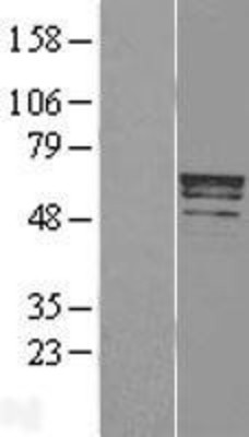 Western Blot: Trim22 Overexpression Lysate (Adult Normal) [NBL1-17282] Left-Empty vector transfected control cell lysate (HEK293 cell lysate); Right -Over-expression Lysate for Trim22.