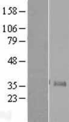 Western Blot: Neurogenin 1 Overexpression Lysate (Adult Normal) [NBL1-13602] Left-Empty vector transfected control cell lysate (HEK293 cell lysate); Right -Over-expression Lysate for Neurogenin 1.