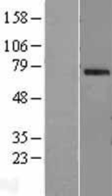 Western Blot: OAS2 Overexpression Lysate (Adult Normal) [NBL1-13897] Left-Empty vector transfected control cell lysate (HEK293 cell lysate); Right -Over-expression Lysate for OAS2.