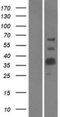 Western Blot: MOG1 Overexpression Lysate (Adult Normal) [NBP2-04536] Left-Empty vector transfected control cell lysate (HEK293 cell lysate); Right -Over-expression Lysate for MOG1.
