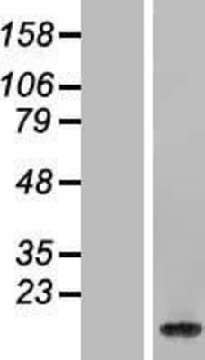 Western Blot: H2B Overexpression Lysate (Adult Normal) [NBL1-11571] Left-Empty vector transfected control cell lysate (HEK293 cell lysate); Right -Over-expression Lysate for H2B.