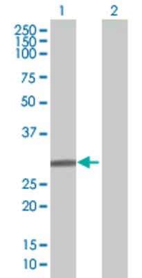 Lane 1: C20orf20 transfected lysate (22.55 KDa) Lane 2: Non-transfected lysate.