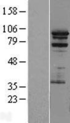 Western Blot: PRAM1 Overexpression Lysate (Adult Normal) [NBL1-14722] Left-Empty vector transfected control cell lysate (HEK293 cell lysate); Right -Over-expression Lysate for PRAM1.