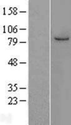 Western Blot: MCM7 Overexpression Lysate (Adult Normal) [NBL1-12956] Left-Empty vector transfected control cell lysate (HEK293 cell lysate); Right -Over-expression Lysate for MCM7.