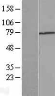 Western Blot: TGFBI Overexpression Lysate (Adult Normal) [NBL1-16855] Left-Empty vector transfected control cell lysate (HEK293 cell lysate); Right -Over-expression Lysate for TGFBI.