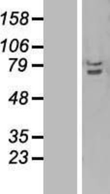 Western Blot: TRAF3IP2 Overexpression Lysate (Adult Normal) [NBL1-17243] Left-Empty vector transfected control cell lysate (HEK293 cell lysate); Right -Over-expression Lysate for TRAF3IP2.