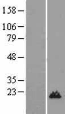 Western Blot: Histone H3.3A Overexpression Lysate (Adult Normal) [NBL1-11428] Left-Empty vector transfected control cell lysate (HEK293 cell lysate); Right -Over-expression Lysate for Histone H3.3A.