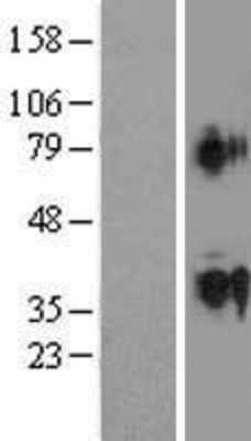 Western Blot: ACTL9 Overexpression Lysate (Adult Normal) [NBP2-04960] Left-Empty vector transfected control cell lysate (HEK293 cell lysate); Right -Over-expression Lysate for ACTL9.