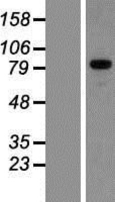 Western Blot: GPRIN3 Overexpression Lysate (Adult Normal) [NBP2-04719] Left-Empty vector transfected control cell lysate (HEK293 cell lysate); Right -Over-expression Lysate for GPRIN3.