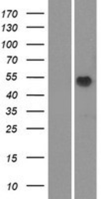 Western Blot: OR51M1 Overexpression Lysate (Adult Normal) [NBP2-08907] Left-Empty vector transfected control cell lysate (HEK293 cell lysate); Right -Over-expression Lysate for OR51M1.