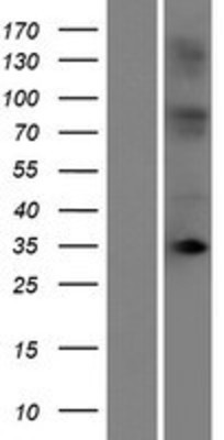 Western Blot: OR10T2 Overexpression Lysate (Adult Normal) [NBP2-08872] Left-Empty vector transfected control cell lysate (HEK293 cell lysate); Right -Over-expression Lysate for OR10T2.