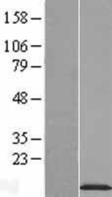Western Blot: NDUFA2 Overexpression Lysate (Adult Normal) [NBL1-13539] Left-Empty vector transfected control cell lysate (HEK293 cell lysate); Right -Over-expression Lysate for NDUFA2.