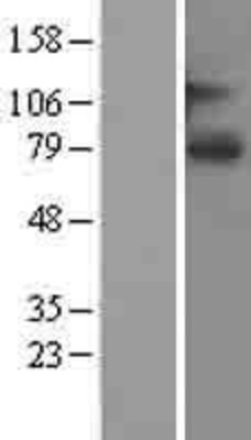 Western Blot: SLCO1A2 Overexpression Lysate (Adult Normal) [NBL1-16202] Left-Empty vector transfected control cell lysate (HEK293 cell lysate); Right -Over-expression Lysate for SLCO1A2.