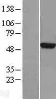Western Blot: TUBA3D Overexpression Lysate (Adult Normal) [NBL1-17431] Left-Empty vector transfected control cell lysate (HEK293 cell lysate); Right -Over-expression Lysate for TUBA3D.