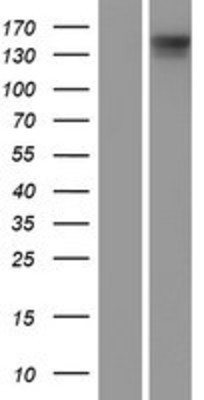 Western Blot: DIAPH3 Overexpression Lysate (Adult Normal) [NBP2-09237] Left-Empty vector transfected control cell lysate (HEK293 cell lysate); Right -Over-expression Lysate for DIAPH3.