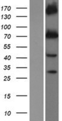 Western Blot: KCNQ1 Overexpression Lysate (Adult Normal) [NBP2-09045] Left-Empty vector transfected control cell lysate (HEK293 cell lysate); Right -Over-expression Lysate for KCNQ1.