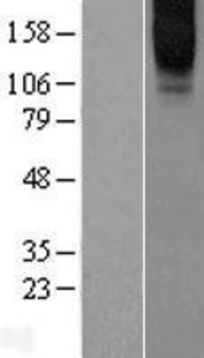 Western Blot: GPRC6A Overexpression Lysate (Adult Normal) [NBL1-11306] Left-Empty vector transfected control cell lysate (HEK293 cell lysate); Right -Over-expression Lysate for GPRC6A.