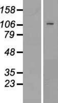 Western Blot: PMS1 Overexpression Lysate (Adult Normal) [NBP2-09011] Left-Empty vector transfected control cell lysate (HEK293 cell lysate); Right -Over-expression Lysate for PMS1.