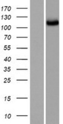 Western Blot: SGSM2 Overexpression Lysate (Adult Normal) [NBP2-08312] Left-Empty vector transfected control cell lysate (HEK293 cell lysate); Right -Over-expression Lysate for SGSM2.