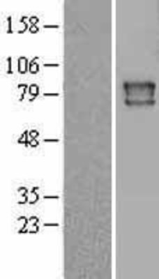 Western Blot: Cytochrome P450 Reductase Overexpression Lysate (Adult Normal) [NBL1-14611] Left-Empty vector transfected control cell lysate (HEK293 cell lysate); Right -Over-expression Lysate for Cytochrome P450 Reductase.