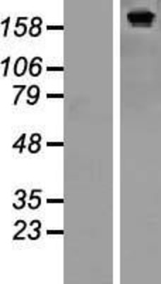 Western Blot: SF3B2 Overexpression Lysate (Adult Normal) [NBP2-07573] Left-Empty vector transfected control cell lysate (HEK293 cell lysate); Right -Over-expression Lysate for SF3B2.