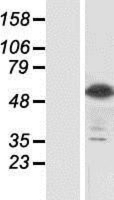 Western Blot: SIGLEC8 Overexpression Lysate (Adult Normal) [NBP2-07332] Left-Empty vector transfected control cell lysate (HEK293 cell lysate); Right -Over-expression Lysate for SIGLEC8.