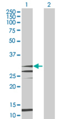 Lane 1: FLT3LG transfected lysate (26.4 KDa) Lane 2: Non-transfected lysate.