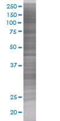 FLT3LG transfected lysate.