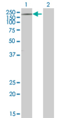 Lane 1: RAPGEF1 transfected lysate (122.7 KDa) Lane 2: Non-transfected lysate.