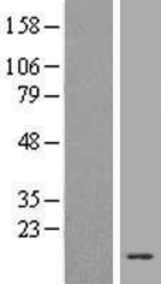 Western Blot: Histone H4 Overexpression Lysate (Adult Normal) [NBL1-11576] Left-Empty vector transfected control cell lysate (HEK293 cell lysate); Right -Over-expression Lysate for Histone H4.
