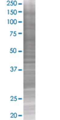 RAPGEF1 transfected lysate.