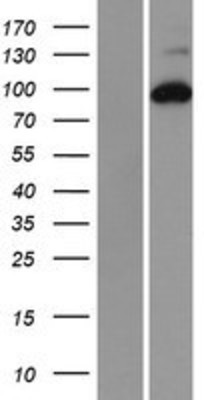Western Blot: RRM1 Overexpression Lysate (Adult Normal) [NBP2-08619] Left-Empty vector transfected control cell lysate (HEK293 cell lysate); Right -Over-expression Lysate for RRM1.
