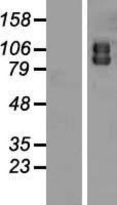 Western Blot: ATG9A Overexpression Lysate (Adult Normal) [NBP2-08449] Left-Empty vector transfected control cell lysate (HEK293 cell lysate); Right -Over-expression Lysate for ATG9A.