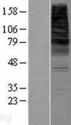 Western Blot: CDS2 Overexpression Lysate (Adult Normal) [NBP2-07950] Left-Empty vector transfected control cell lysate (HEK293 cell lysate); Right -Over-expression Lysate for CDS2.