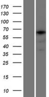 Western Blot: TCERG1L Overexpression Lysate (Adult Normal) [NBP2-05083] Left-Empty vector transfected control cell lysate (HEK293 cell lysate); Right -Over-expression Lysate for TCERG1L.