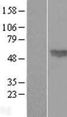 Western Blot: BMP4 Overexpression Lysate (Adult Normal) [NBP2-08225] Left-Empty vector transfected control cell lysate (HEK293 cell lysate); Right -Over-expression Lysate for BMP4.