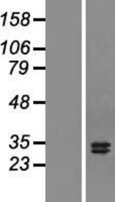 Western Blot: TNFSF13 Overexpression Lysate (Adult Normal) [NBL1-17165] Left-Empty vector transfected control cell lysate (HEK293 cell lysate); Right -Over-expression Lysate for TNFSF13.