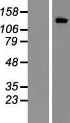 Western Blot: hERG Overexpression Lysate (Adult Normal) [NBL1-12154] Left-Empty vector transfected control cell lysate (HEK293 cell lysate); Right -Over-expression Lysate for hERG.