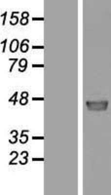 Western Blot: FAM188A Overexpression Lysate (Adult Normal) [NBL1-08092] Left-Empty vector transfected control cell lysate (HEK293 cell lysate); Right -Over-expression Lysate for FAM188A.