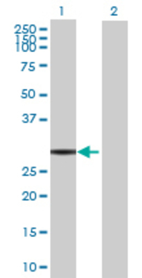 Lane 1: FAM108B1 transfected lysate (31.79 KDa) Lane 2: Non-transfected lysate.