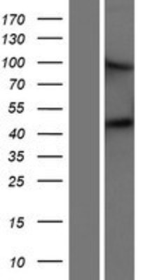 Western Blot: Matriptase 2 Overexpression Lysate (Adult Normal) [NBP2-05248] Left-Empty vector transfected control cell lysate (HEK293 cell lysate); Right -Over-expression Lysate for Matriptase 2.