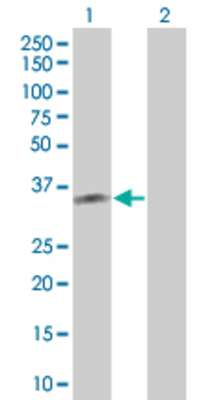 Lane 1: PB1 transfected lysate (33.77 KDa). Lane 2: Non-transfected lysate.