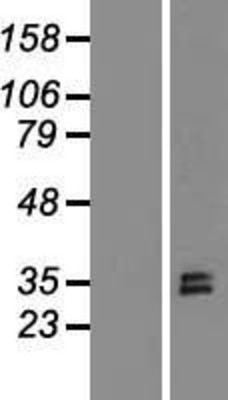 Western Blot: Elastase Overexpression Lysate (Adult Normal) [NBL1-10221] Left-Empty vector transfected control cell lysate (HEK293 cell lysate); Right -Over-expression Lysate for Elastase.