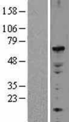 Western Blot: ELF2 Overexpression Lysate (Adult Normal) [NBL1-10228] Left-Empty vector transfected control cell lysate (HEK293 cell lysate); Right -Over-expression Lysate for ELF2.