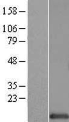 Western Blot: HINT1 Overexpression Lysate (Adult Normal) [NBL1-11545] Left-Empty vector transfected control cell lysate (HEK293 cell lysate); Right -Over-expression Lysate for HINT1.