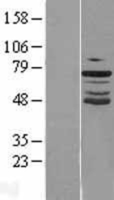 Western Blot: GRHL2 Overexpression Lysate (Adult Normal) [NBL1-11332] Left-Empty vector transfected control cell lysate (HEK293 cell lysate); Right -Over-expression Lysate for GRHL2.