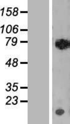 Western Blot: RECQ1 Overexpression Lysate (Adult Normal) [NBL1-15264] Left-Empty vector transfected control cell lysate (HEK293 cell lysate); Right -Over-expression Lysate for RECQ1.