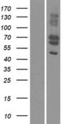 Western Blot: MFAP3L Overexpression Lysate (Adult Normal) [NBP2-06522] Left-Empty vector transfected control cell lysate (HEK293 cell lysate); Right -Over-expression Lysate for MFAP3L.