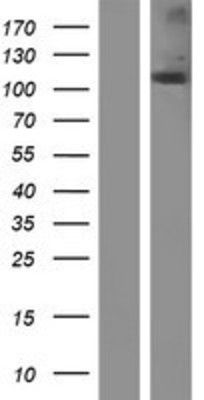 Western Blot: NOD2 Overexpression Lysate (Adult Normal) [NBP2-06456] Left-Empty vector transfected control cell lysate (HEK293 cell lysate); Right -Over-expression Lysate for NOD2.